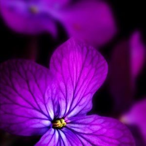 Meet your Posher, Cecilia